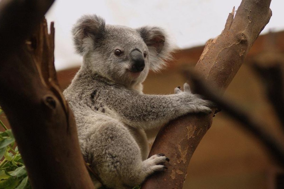 "Me parte el alma": una rescatadora de animales publica la imagen de un koala ahogado en una piscina y advierte sobre los peligros de la acción humana