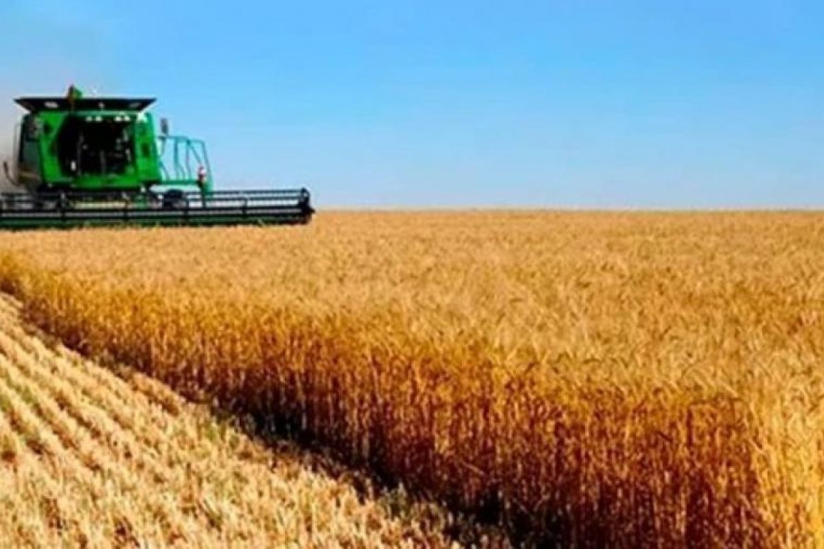 Reducción de Retenciones a Soja, Trigo, Sorgo y Maíz Anunciada por Caputo