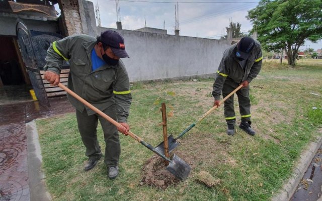 Continúa la colocación de plantines del programa "Termas te quiero verde" en Sector el Alto y barrios aledaños