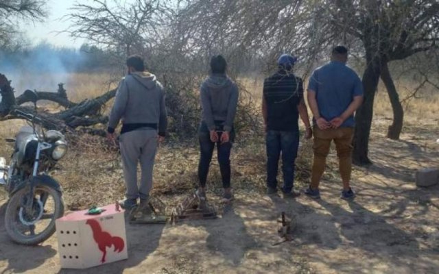 Taquello: Tres hombres y una mujer aprehendidos por organizar una riña de gallos