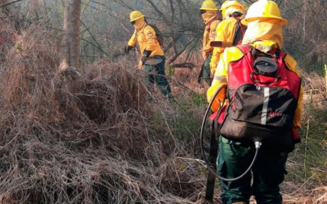 Incendio en Tara Inti: Imputarán graves cargos contra los cinco detenidos por el incendio y la muerte de gatos monteses