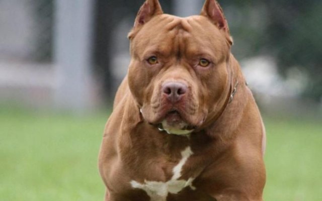 Barrio Cooperativa: Le realizaron 24 puntos de sutura a una niña atacada por un Pit Bull en la vía pública